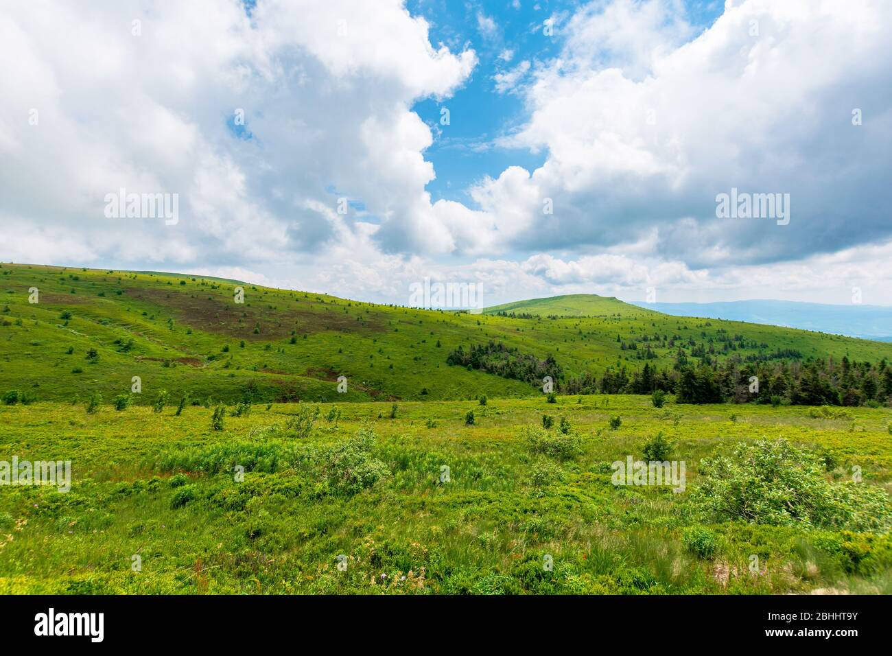 prés alpins de mnt. runa, ukraine. forêt de conifères au loin. beau paysage naturel des montagnes de carpates en été. temps nuageux Banque D'Images