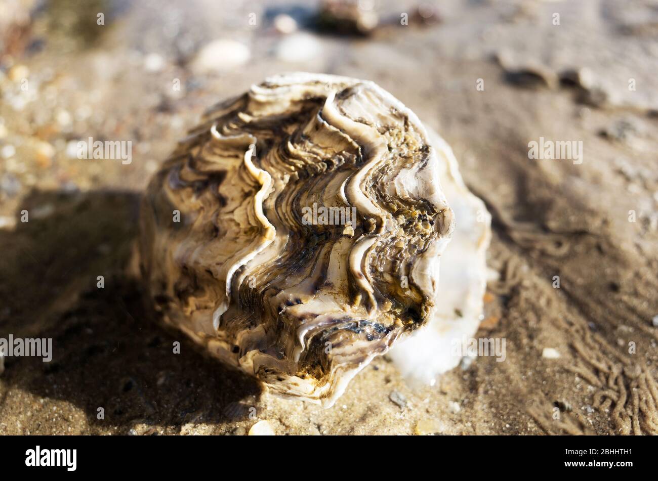 Gros plan de la coquille d'huître éclairée par la lumière du soleil sur la plage de Seasalter, dans le Kent. Banque D'Images