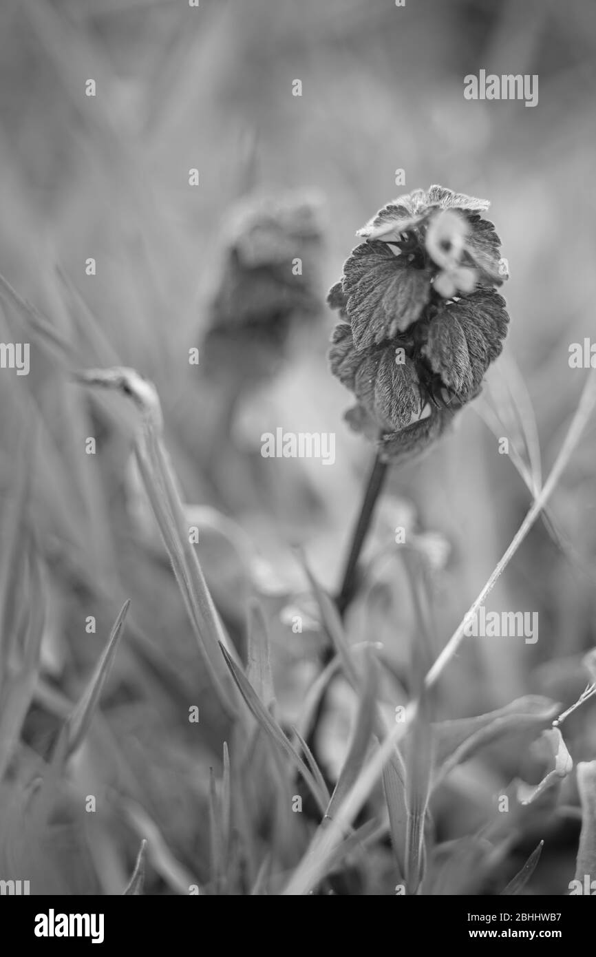 Petite fleur sauvage le printemps dans le jardin. Noir et blanc Banque D'Images