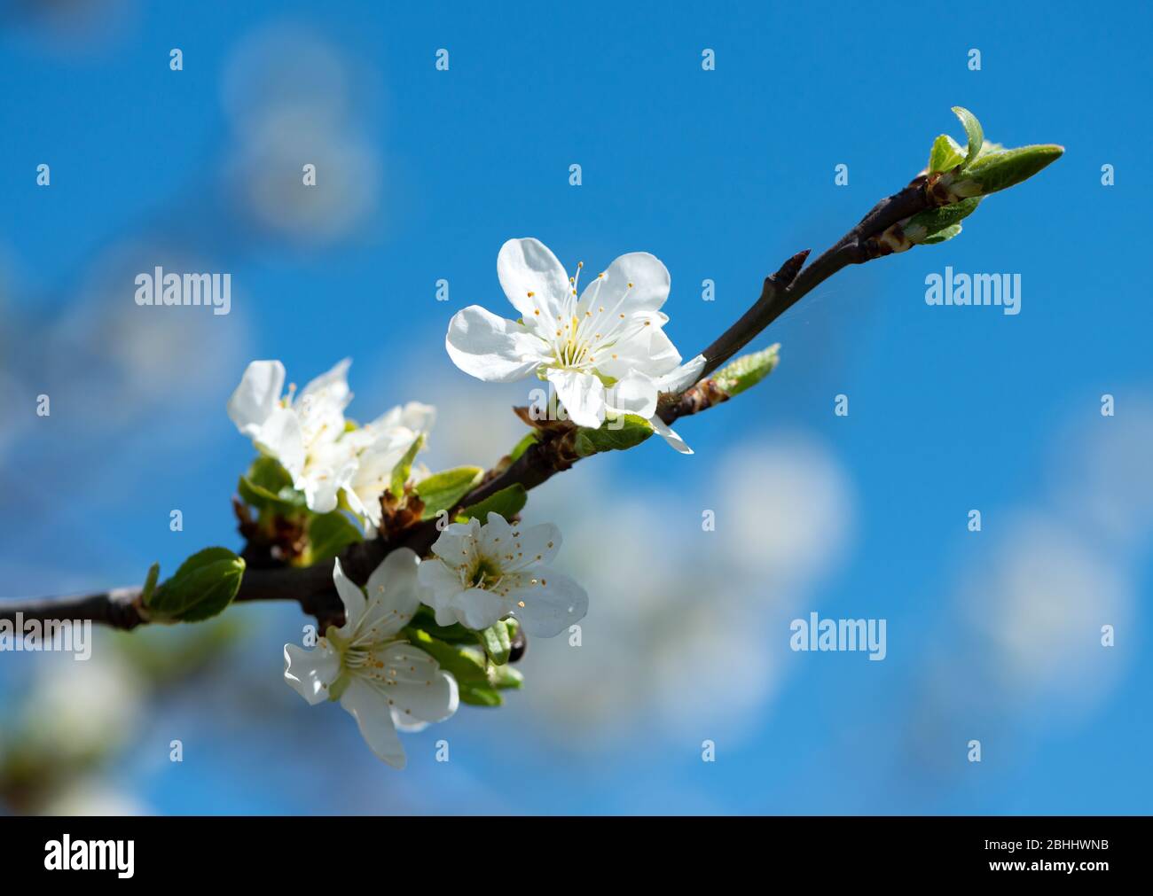 Fleurs d'un arbre fleuri sur un fond de ciel bleu Banque D'Images