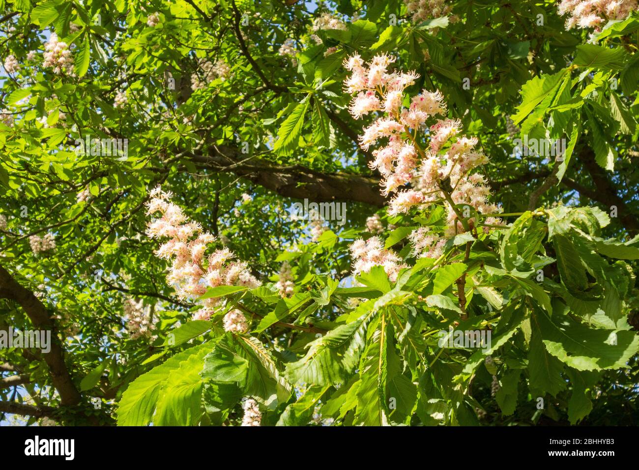 Gros plan de châtaignier à cheval fleurs de flèches (conker) arbres dans bouton Banque D'Images