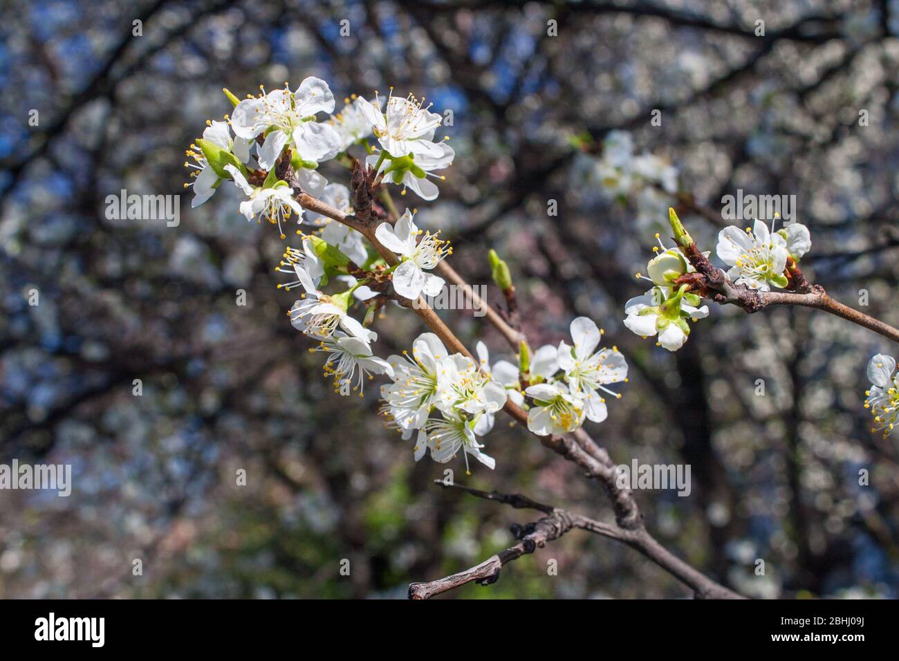 Prunus spinosa, appelé prunellier ou prunelle Banque D'Images