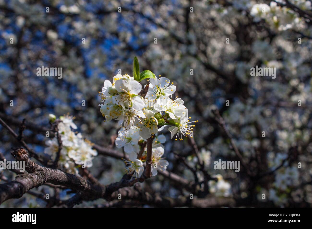 Prunus spinosa, appelé prunellier ou prunelle Banque D'Images