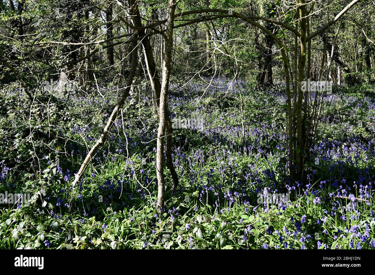 Bluebell Woods. Racines Cray Meadows, Sidcup, Kent. ROYAUME-UNI Banque D'Images