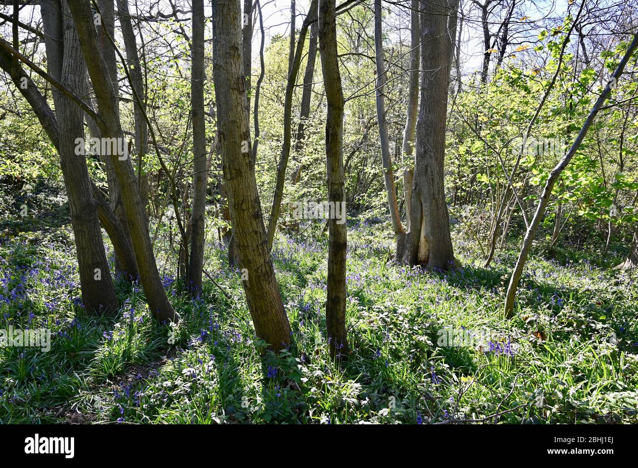 Bluebell Woods. Racines Cray Meadows, Sidcup, Kent. ROYAUME-UNI Banque D'Images