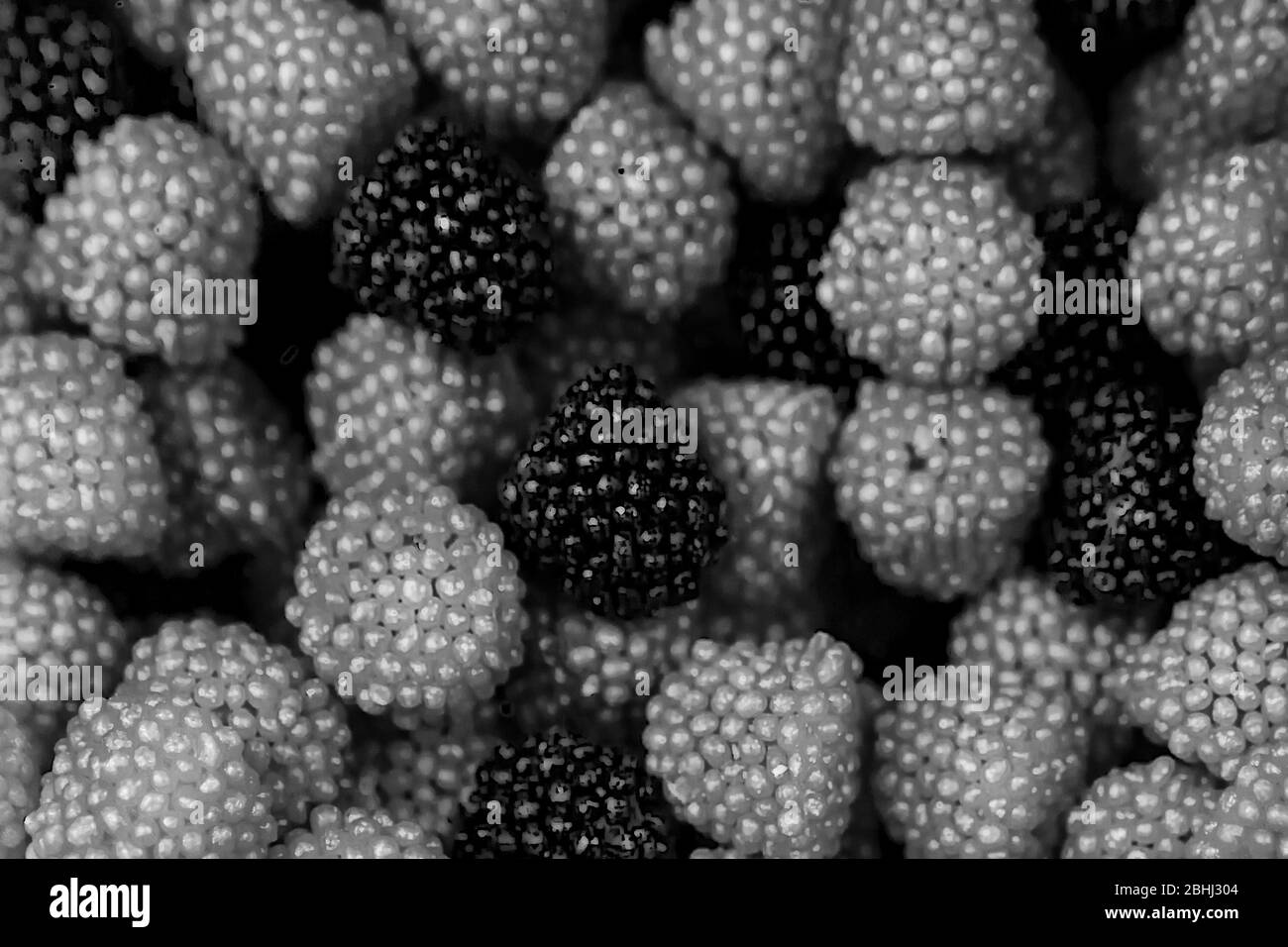 Bonbons variés en forme de gummy, framboises et bonbons en forme de BlackBerry. La vue du dessus, une photographie de texture noir et blanc. Banque D'Images