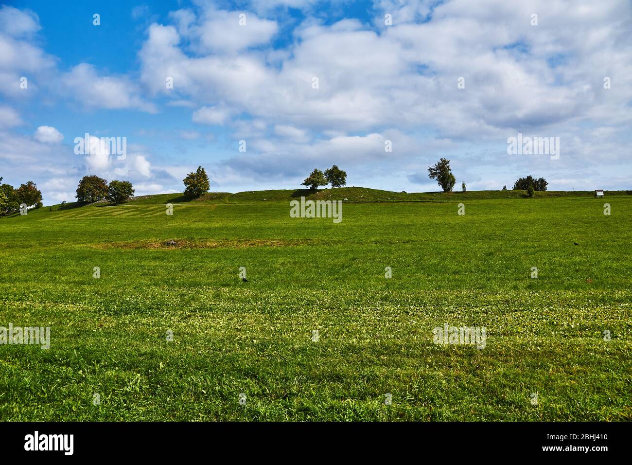 Le champ dans lequel l'herbe pousse. Le champ est incliné, les collines et les arbres sont visibles à la distance. A l'horizon, le champ se connecte au ciel Banque D'Images