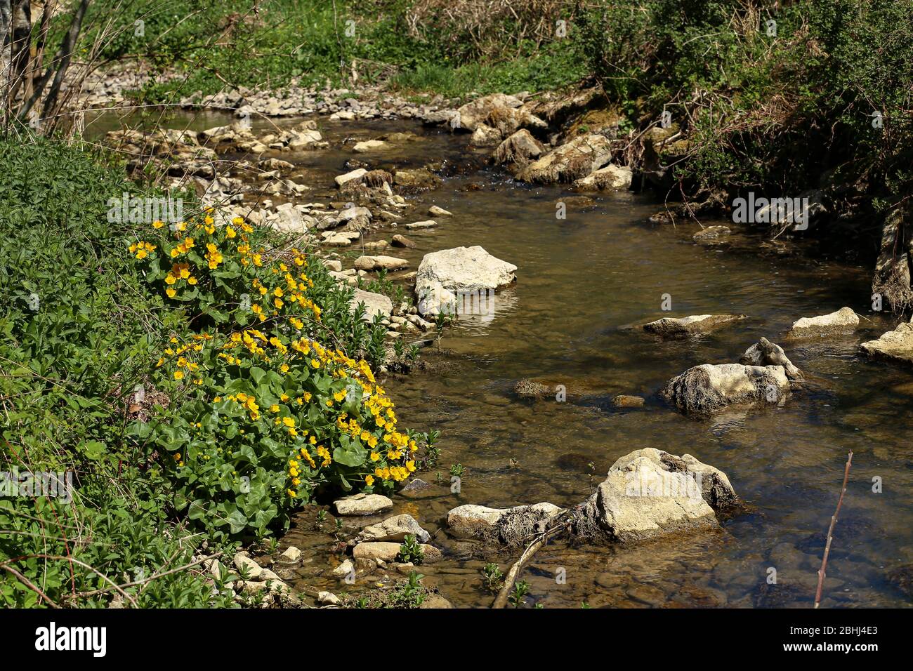 Petit ruisseau qui coule sur des rochers avec de l'herbe verte de la banque de cours d'eau Banque D'Images