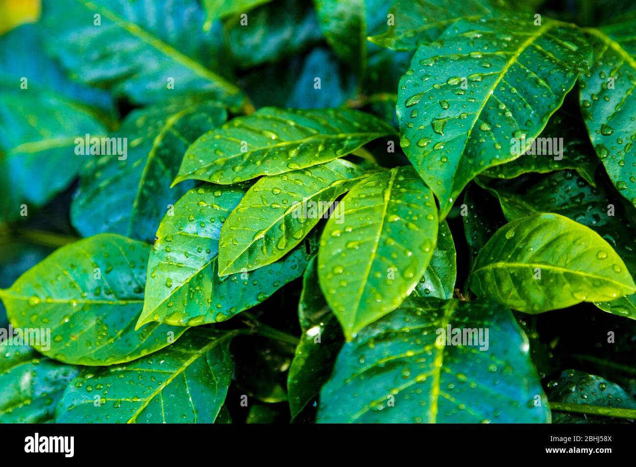 Feuilles de plantes fraîches vertes (Coffea arabica) avec gouttelettes de pluie Banque D'Images