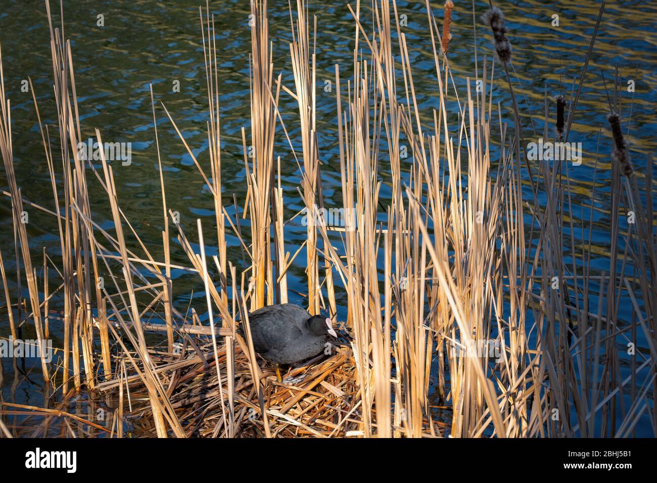Le coot eurasien (Fulica atra) est un oiseau d'eau qui niche sur le lac en roseaux, en Pologne Banque D'Images