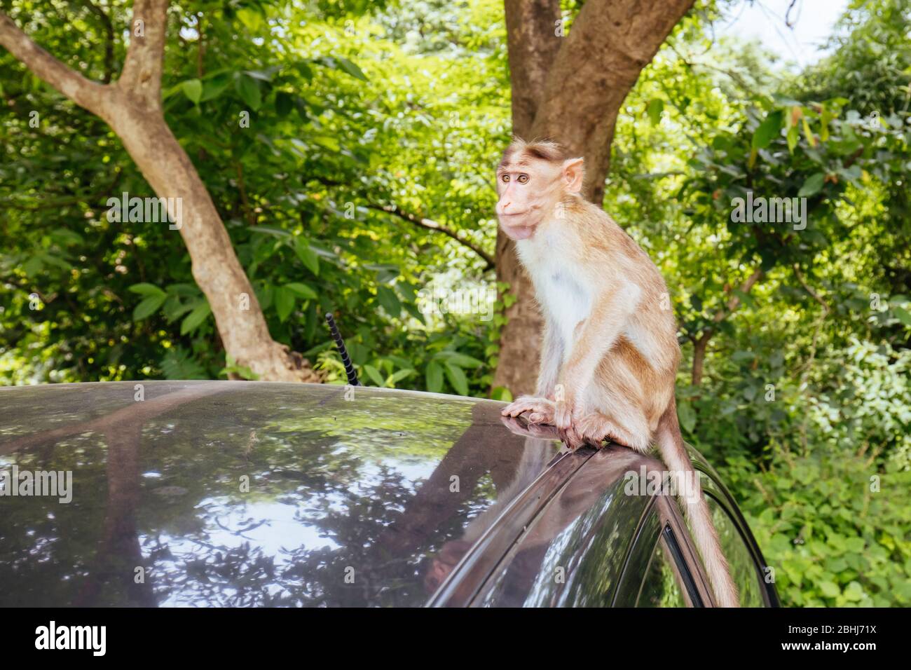 Singes aux grottes de Kanheri à Mumbai, Inde Banque D'Images