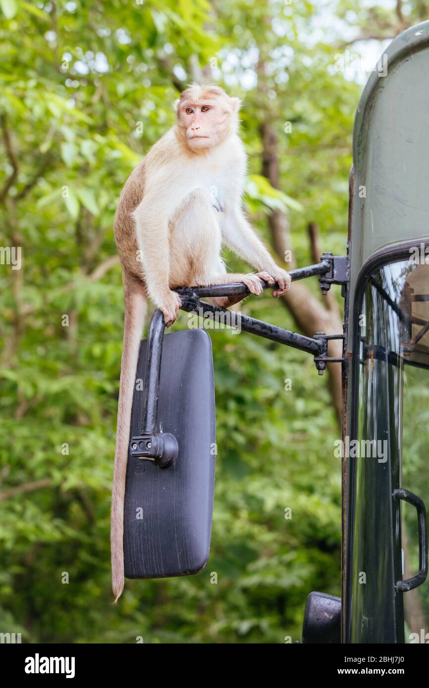 Singes aux grottes de Kanheri à Mumbai, Inde Banque D'Images