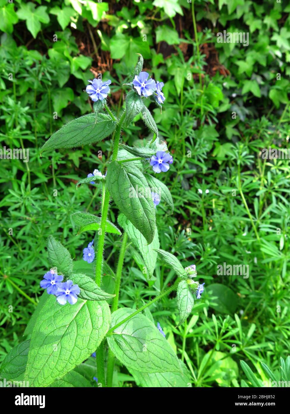 Alkanet vert Banque D'Images