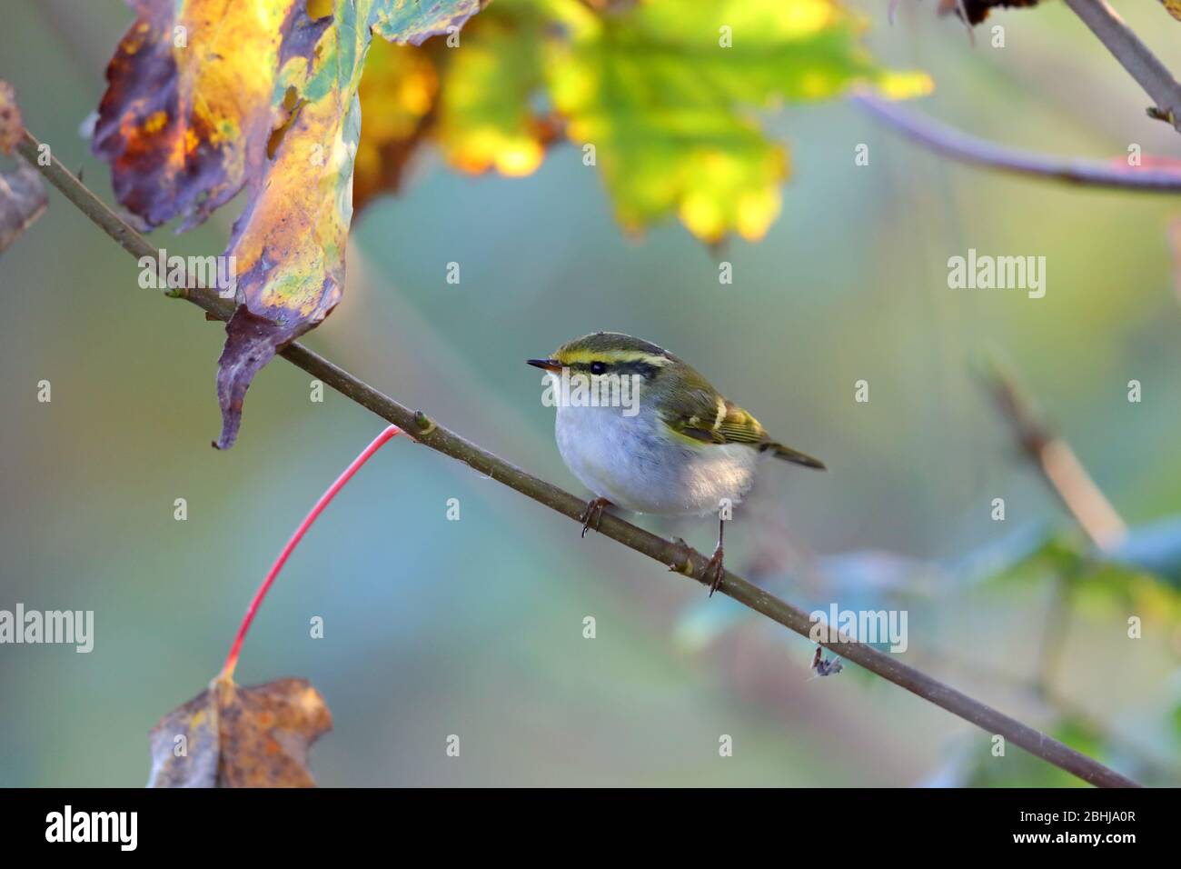 Paruline à feuilles de Pallas ou Paruline de Pallas (Phylloscopus proregulus) sur la côte d'Essex en novembre Banque D'Images