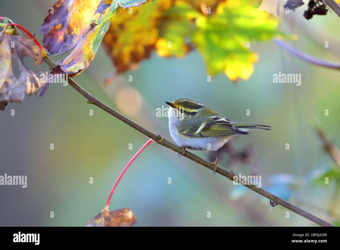 Paruline à feuilles de Pallas ou Paruline de Pallas (Phylloscopus proregulus) sur la côte d'Essex en novembre Banque D'Images