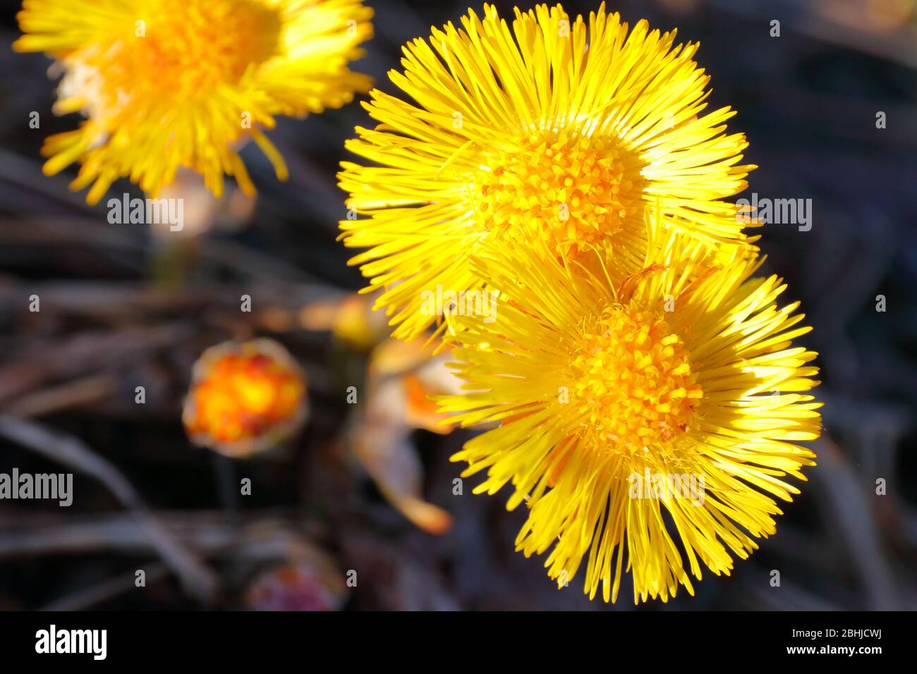 Gros plan de fleurs de pieds de cotsfoot jaune vif (tussilago farfara) au début du printemps norvégien Banque D'Images