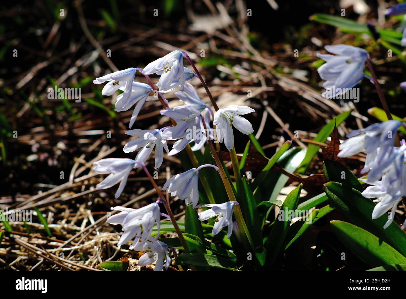 Fleurs blanches délicates de quelques Scilla blanc du début du printemps (Scilla siberica Alba) dans un jardin d'Ottawa, Ontario, Canada. Banque D'Images