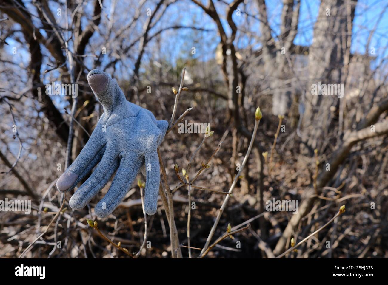 Gant dans une bague ! Gant d'hiver à la finistion bleu/gris probablement perdu et placé à la fin d'une branche. Comme ça vous arrive. Ottawa (Ontario). Banque D'Images