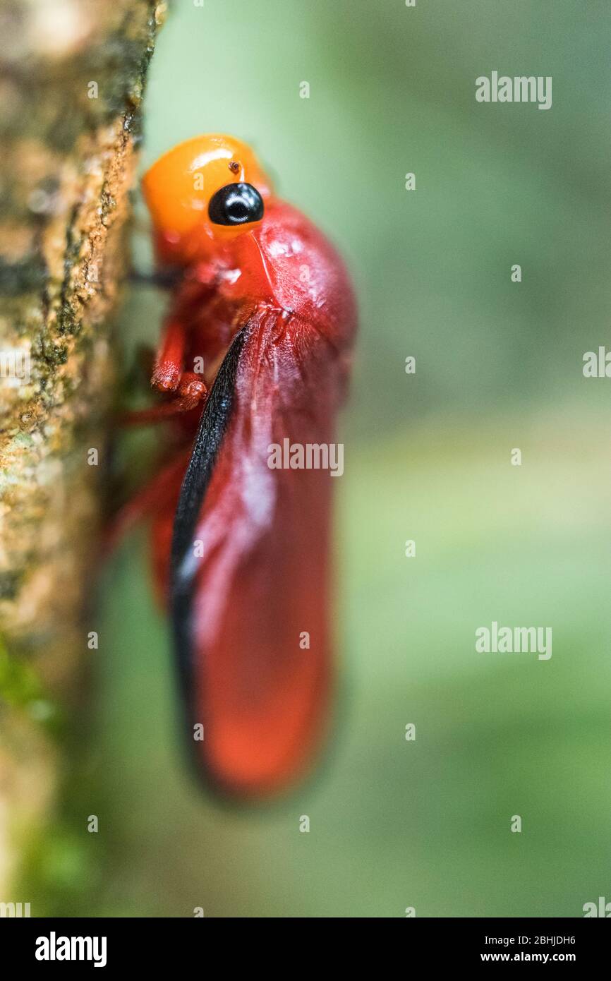 Insecte non découvert. Loko be, Madagascar. Banque D'Images