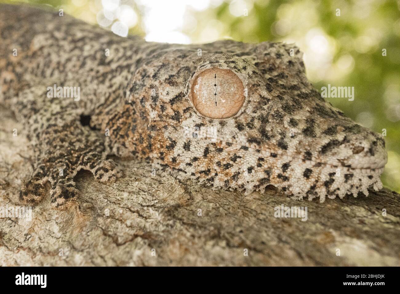 Gecko à queue de feuille de mousse (Uroplatus Sikorae) Banque D'Images