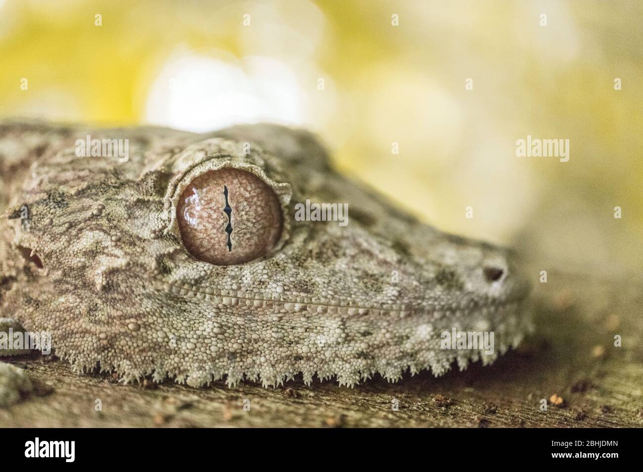 Gecko à queue de feuille de mousse (Uroplatus sikorae). Loko be, Madagascar. Banque D'Images