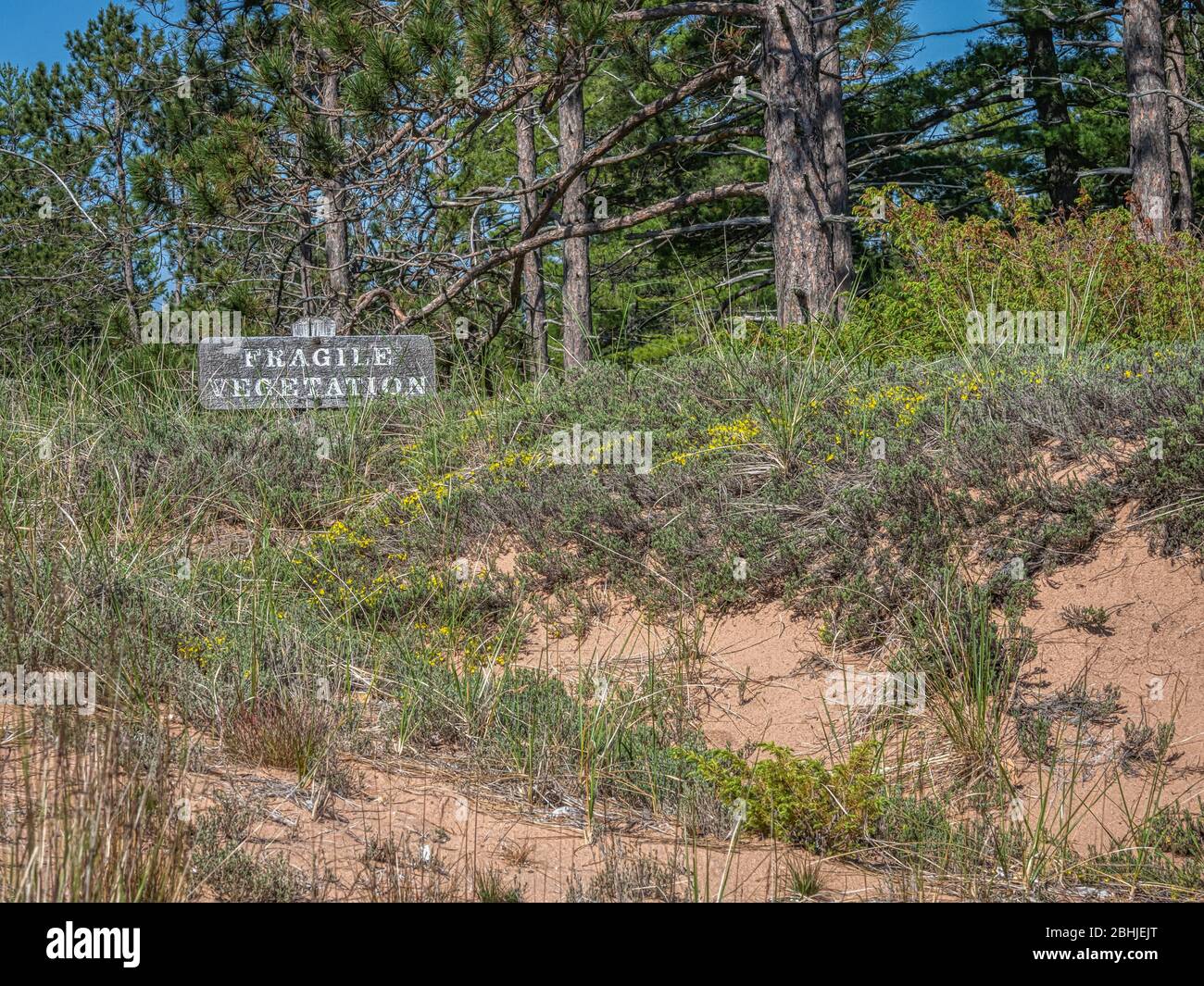 Panneau rustique en bois avec des mots « végétation fragile » et des pins en arrière-plan sur une dune de sable au-dessus d'une plage dans les îles Apôtre du Wisconsin. Banque D'Images