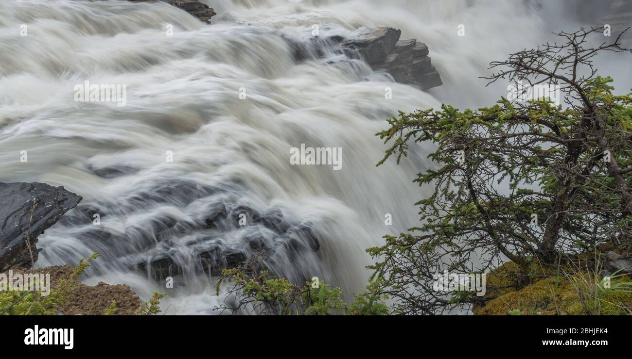 Une longue exposition lisse des cascades qui s'enorgueignent sur les rochers au sommet d'une cascade encadrée par des rochers et un petit pin. Banque D'Images