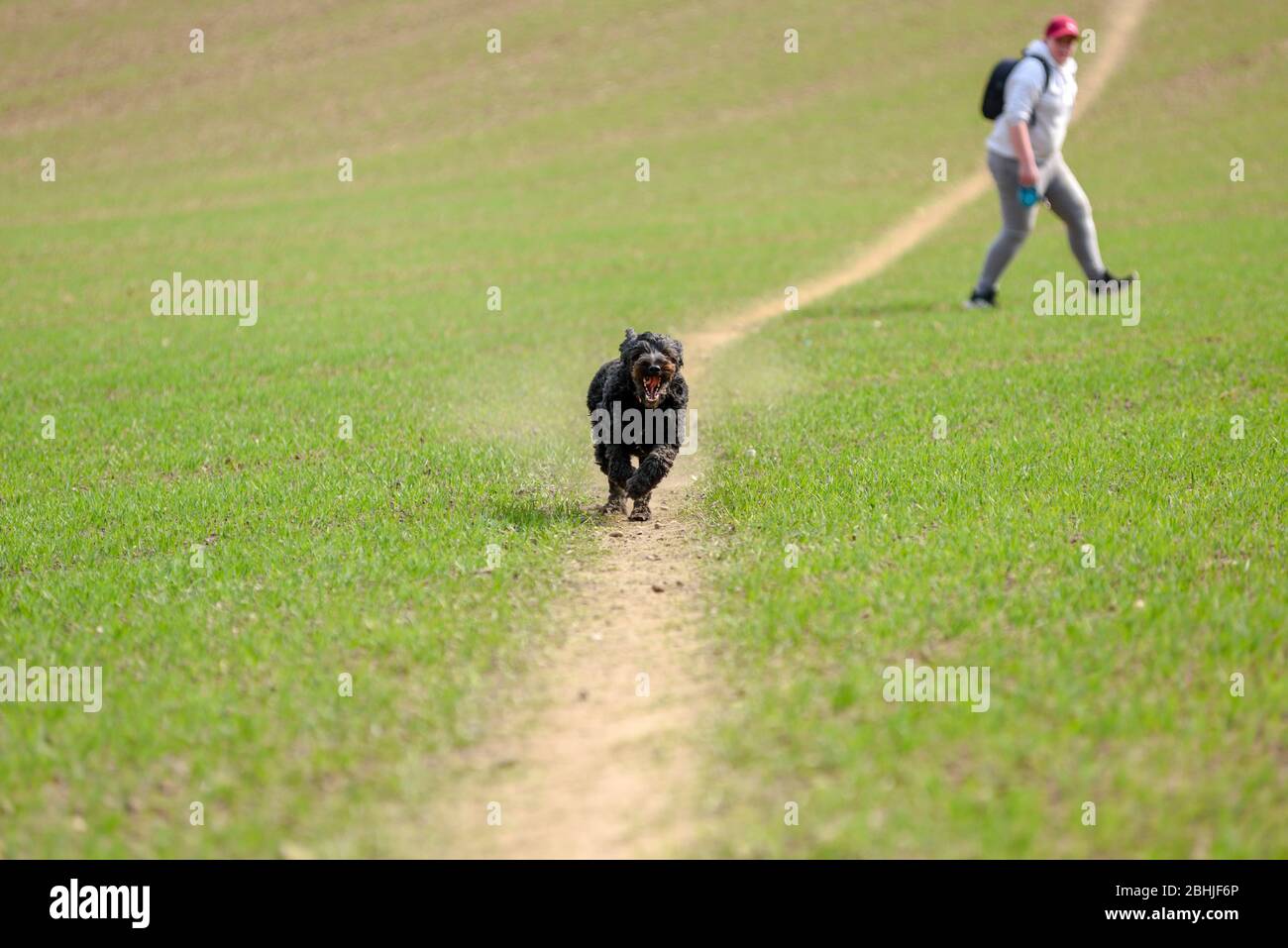Un chien de Cockapoo mâle noir qui descend sur une piste poussiéreuse dans la campagne. Banque D'Images