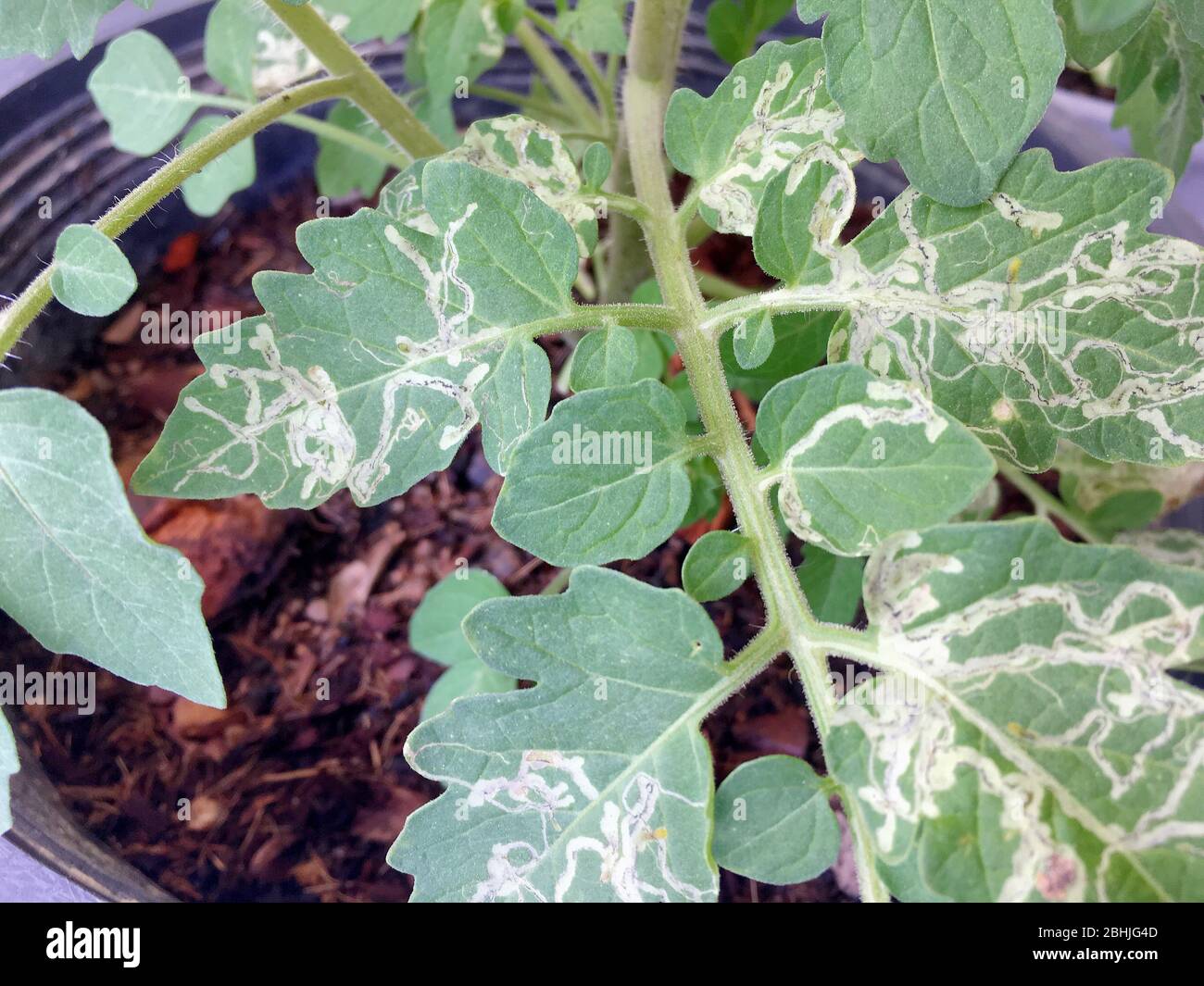 La photo de la maladie du mineur de feuilles de plantes dans les feuilles de tomate Photo Stock