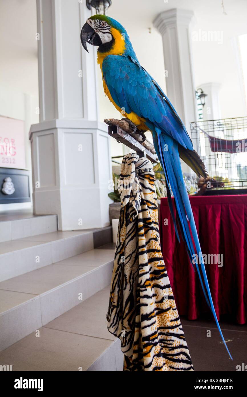 Magnifique pose par un portrait bleu-jaune de perroquet macaw. Perroquet aras. Banque D'Images