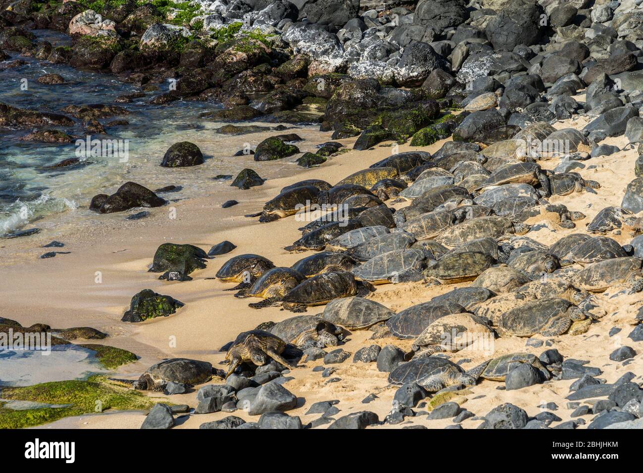 Tortues de mer vertes hawaïennes sur la plage de Maui, HI US Banque D'Images