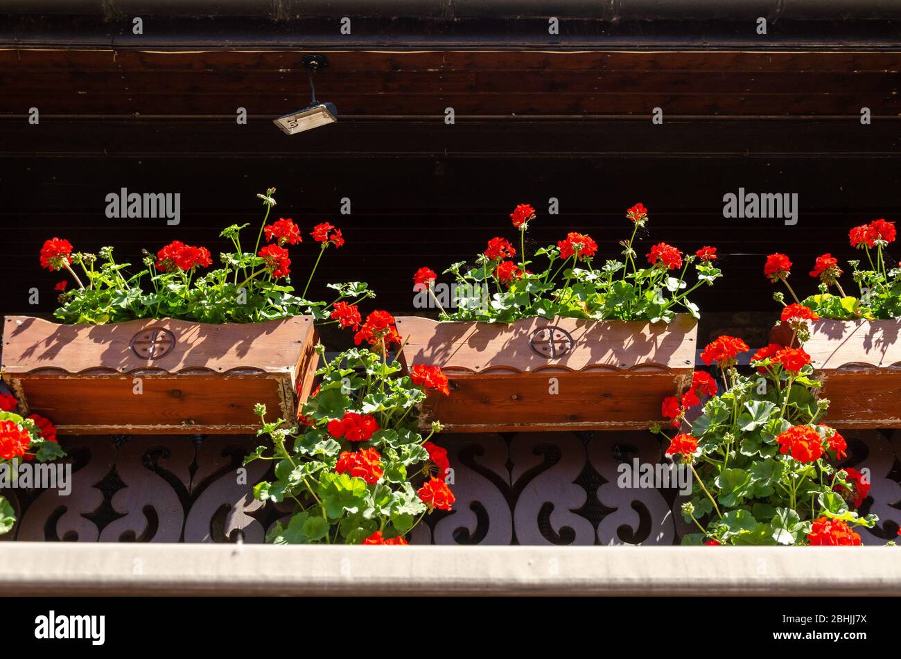 Gros plan de fleurs de Géraniums rouges qui poussent dans un pot de fleurs maintenu dans un balcon Banque D'Images
