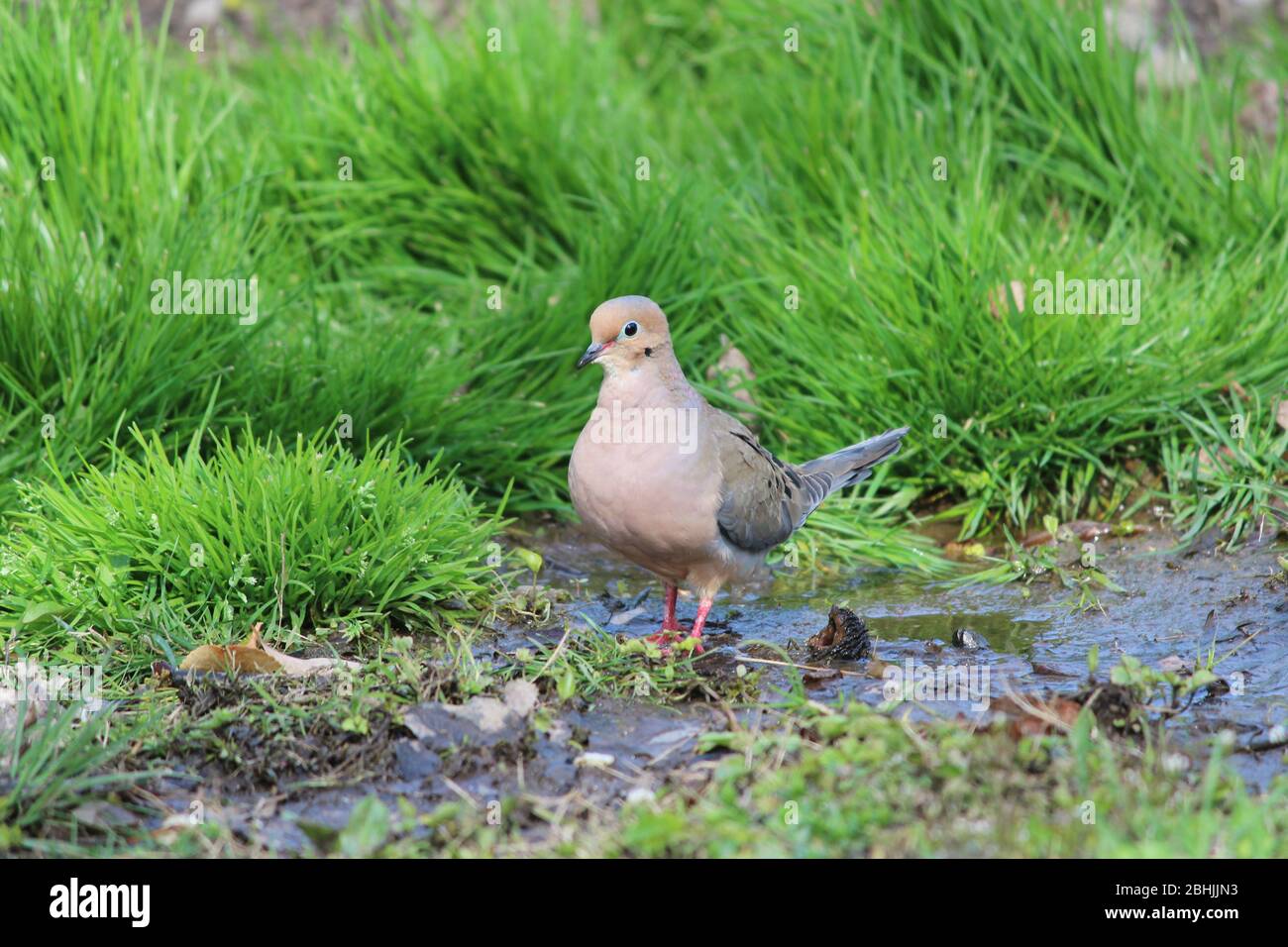 Pleurer sur le terrain Banque D'Images