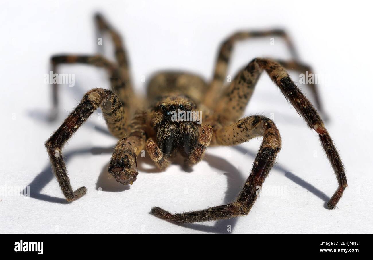 Araignée isolée sur fond blanc Banque D'Images