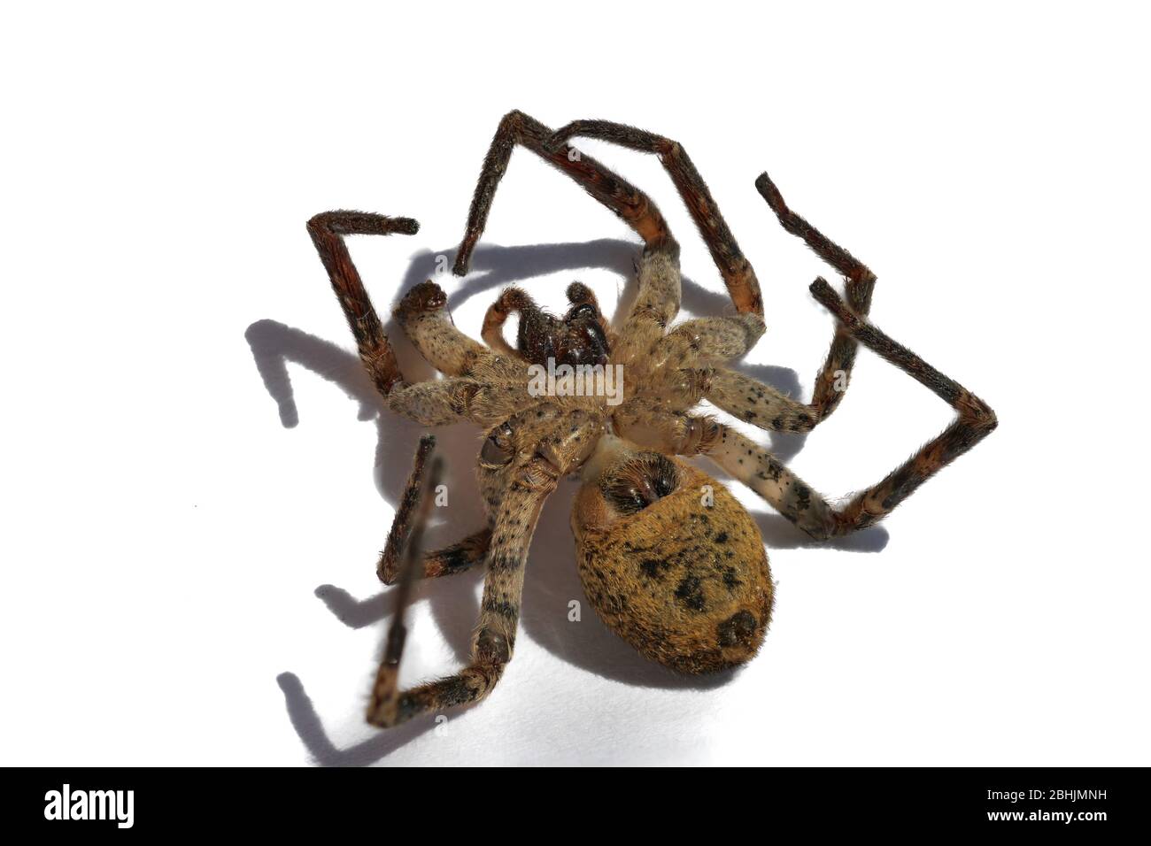 Araignée isolée sur fond blanc Banque D'Images