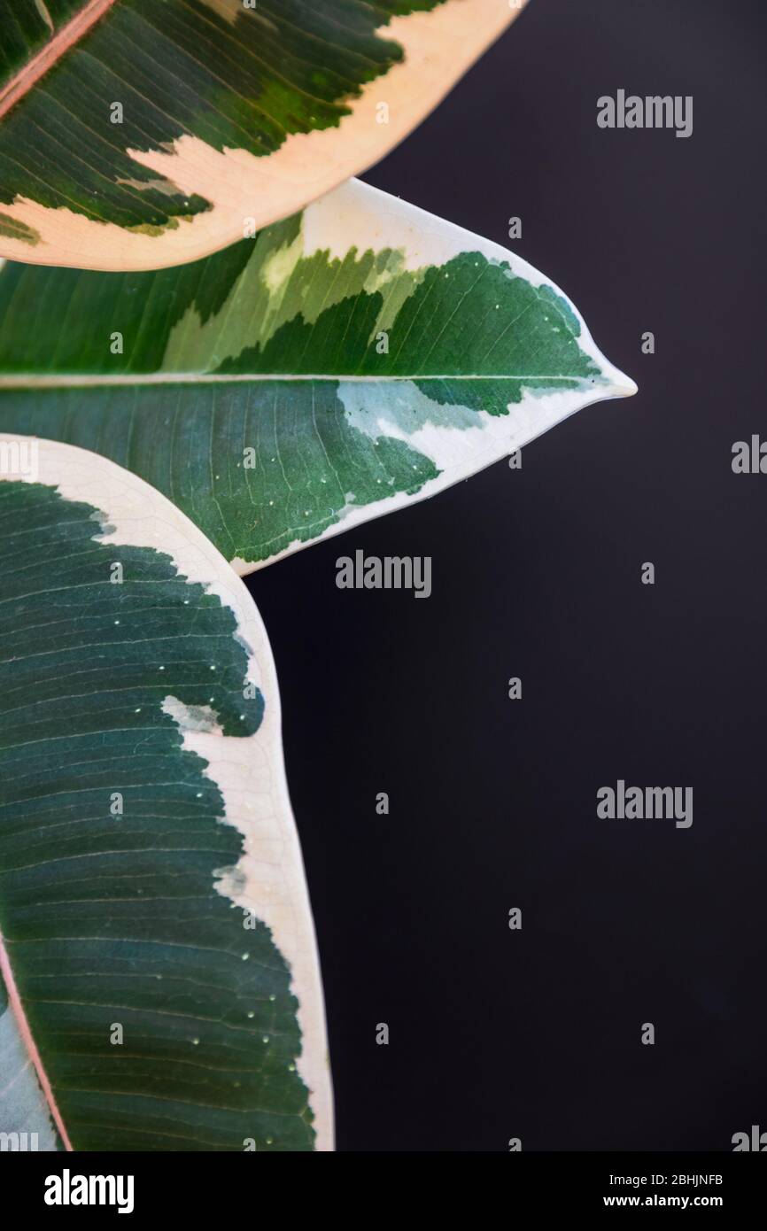 Gros plan sur les trois feuilles variégées de ficus elastica var.. Maison de 'Tineke' sur un fond gris foncé. Détail abstrait de la plante de maison contre le sombre Banque D'Images