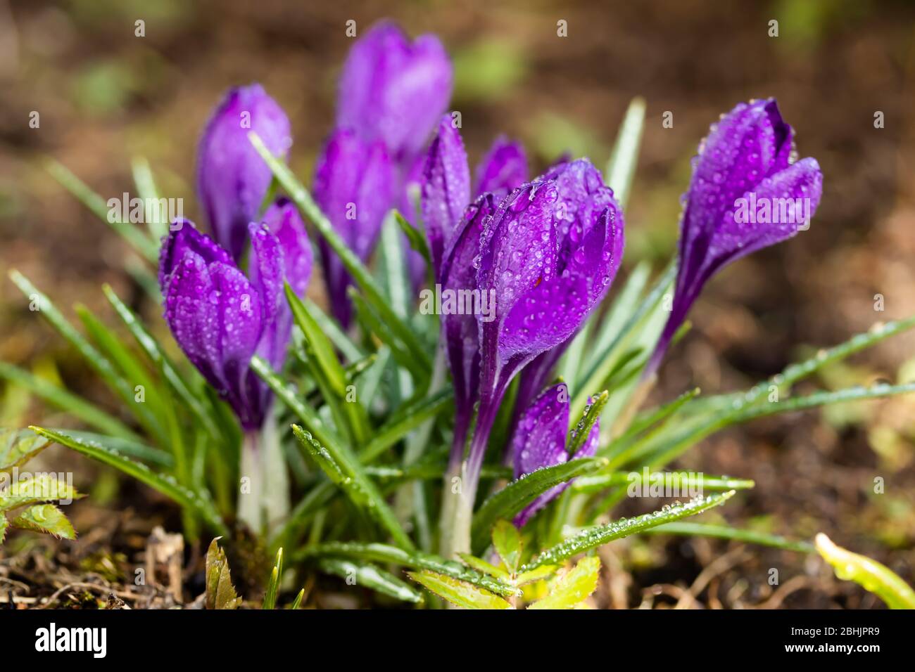 Magnifiques crocodiles violettes avec des gouttes de pluie dans le jardin du printemps. Mise au point sélective douce. Banque D'Images