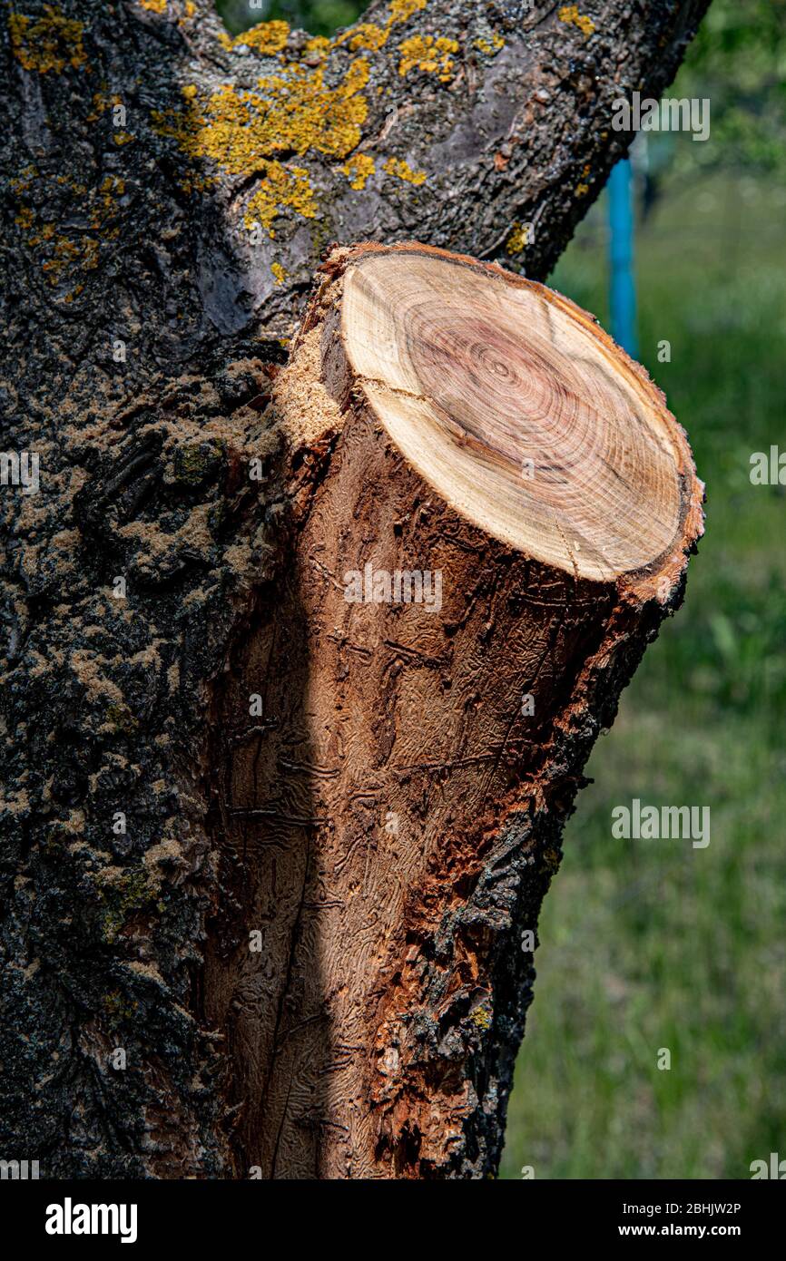 Texture bois arbre avec section transversale et anneaux d'arbre. Arbre ancien avec écorce rugueuse recouvert de sciure fraîche Banque D'Images