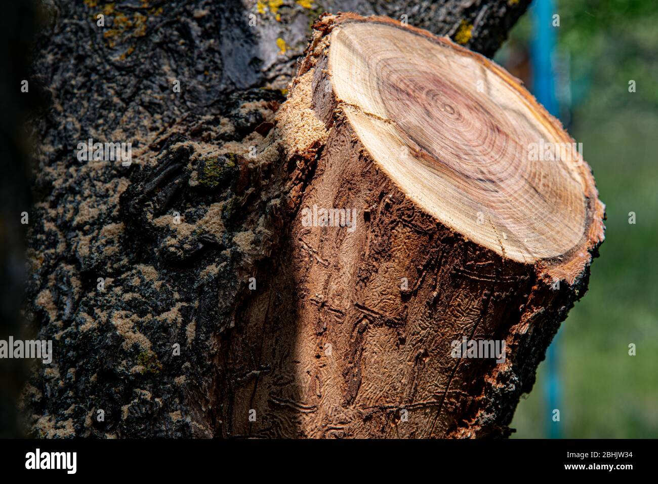 Bosse d'arbre avec texture de bois fissuré et écorce d'arbre rugueuse. Fond rustique en bois. Fermeture de la coupe transversale en bois Banque D'Images