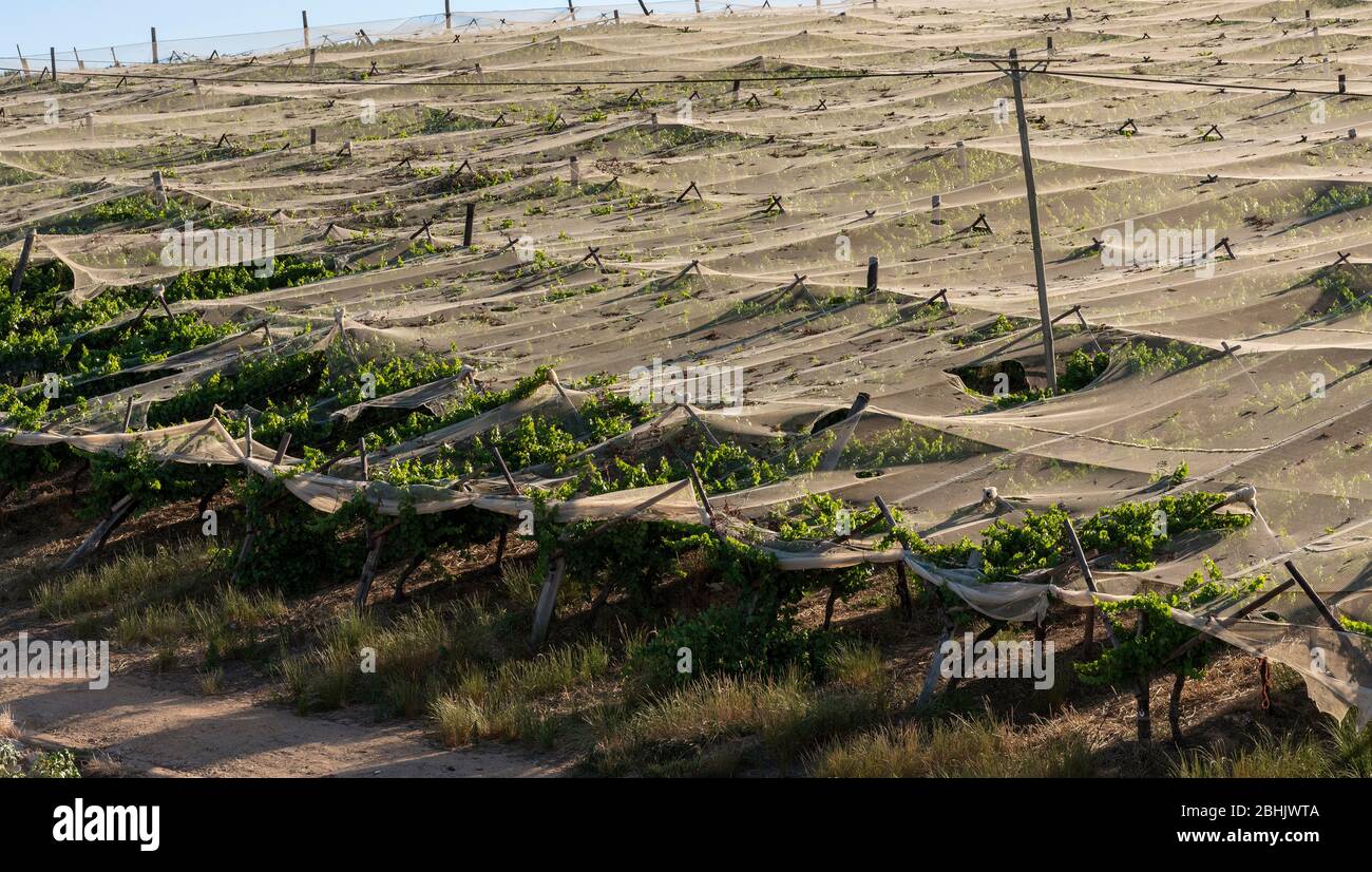 Riebeek Kasteel, Swartland, Afrique du Sud. 2019. Aperçu des vignes sous l'ombrage de toile à Riebeek Kasteel dans la région de Swartland. Banque D'Images