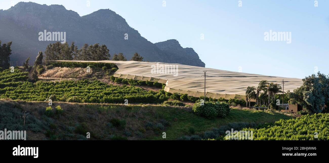 Riebeek Kasteel, Swartland, Afrique du Sud. 2019. Aperçu des vignes, certaines sont ombragées à Riebeek Kasteel dans la région de Swartland. Banque D'Images