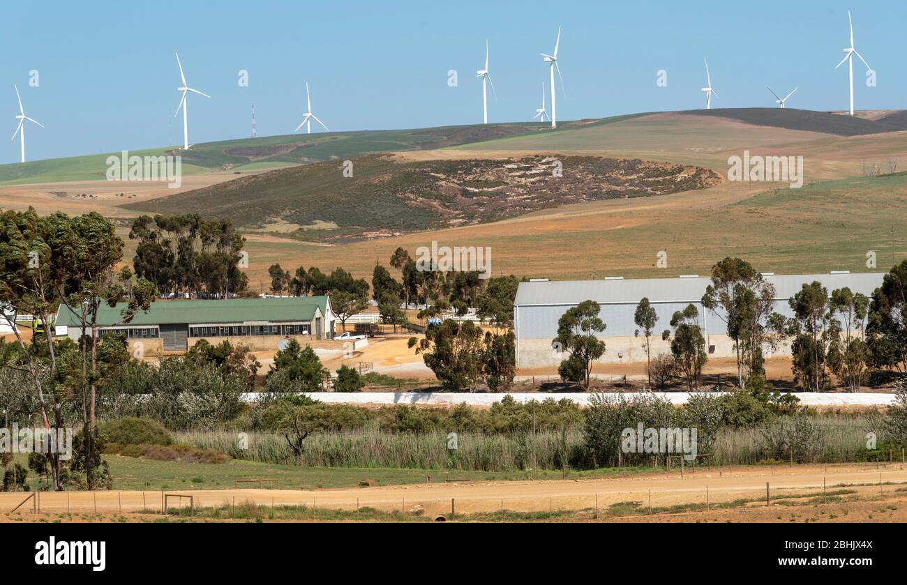 Riebeek Kasteel, Swartland, Afrique du Sud. 2019. Aperçu des fermes productrices de blé qui cherchent à Gouda dans la région des Swartland. Banque D'Images
