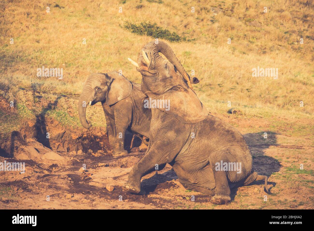 Gros plan sur le veau et la mère d'éléphant d'Afrique (Loxodonta africana) ensemble en plein air s'amuser dans la boue, West Midland Safari Park, Royaume-Uni. Banque D'Images