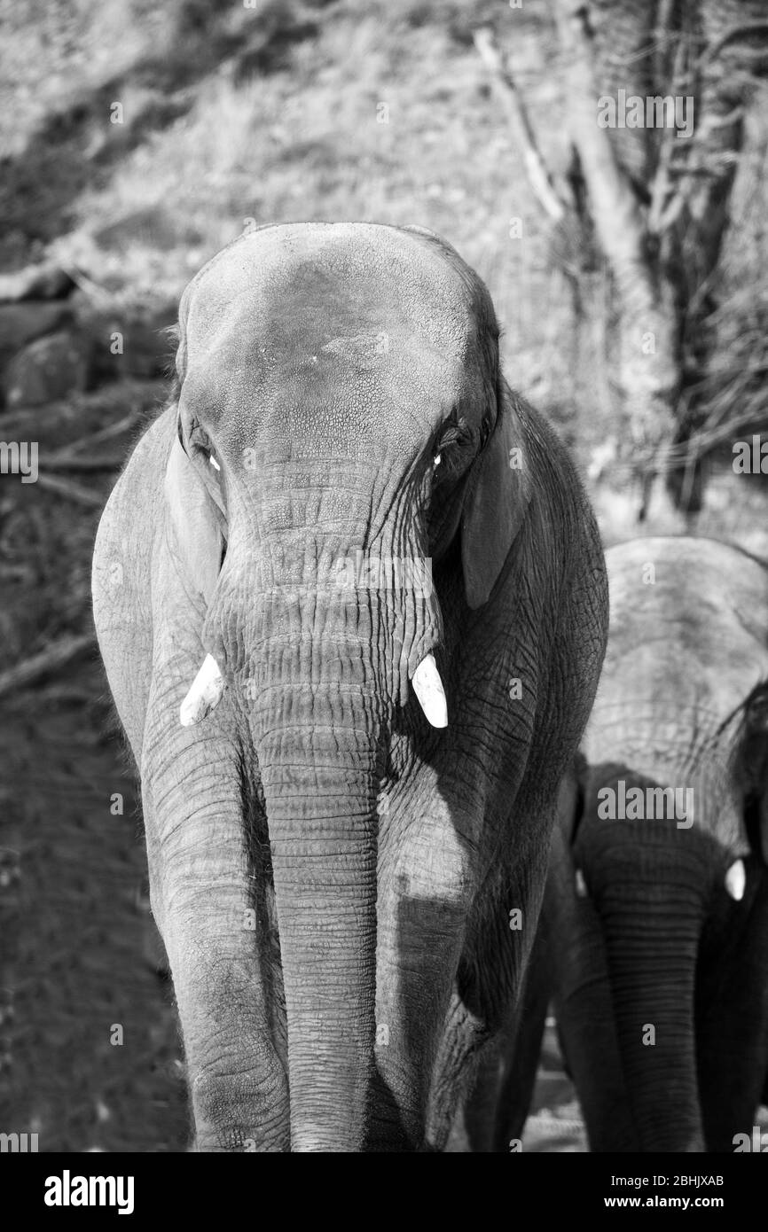 Vue avant monochrome vue rapprochée de la mère d'éléphant d'Afrique et du mollet derrière (Loxodonta africana) ensemble à l'extérieur, West Midlands Safari Park, Royaume-Uni. Banque D'Images