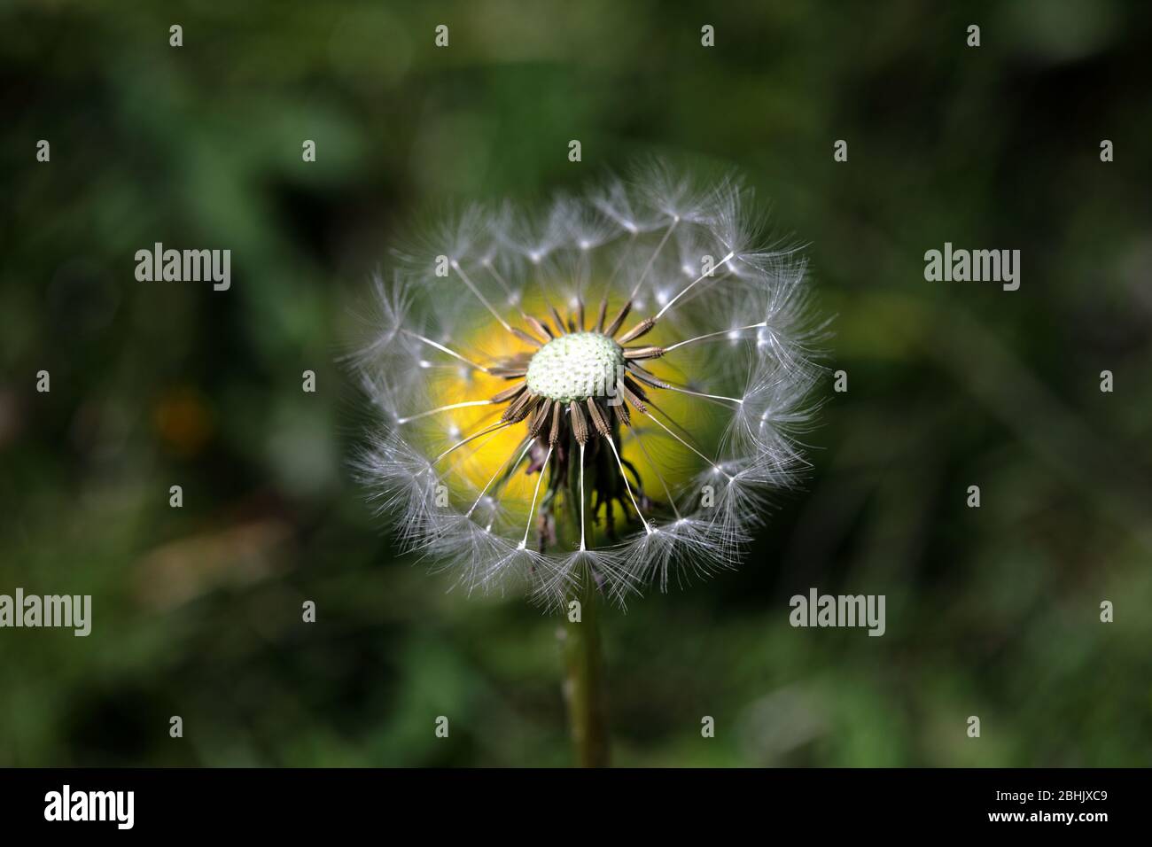 un gros plan d'une horloge danélion partiellement soufflée (taraxacum officinale) avec une fleur danélion jaune vif derrière elle Banque D'Images