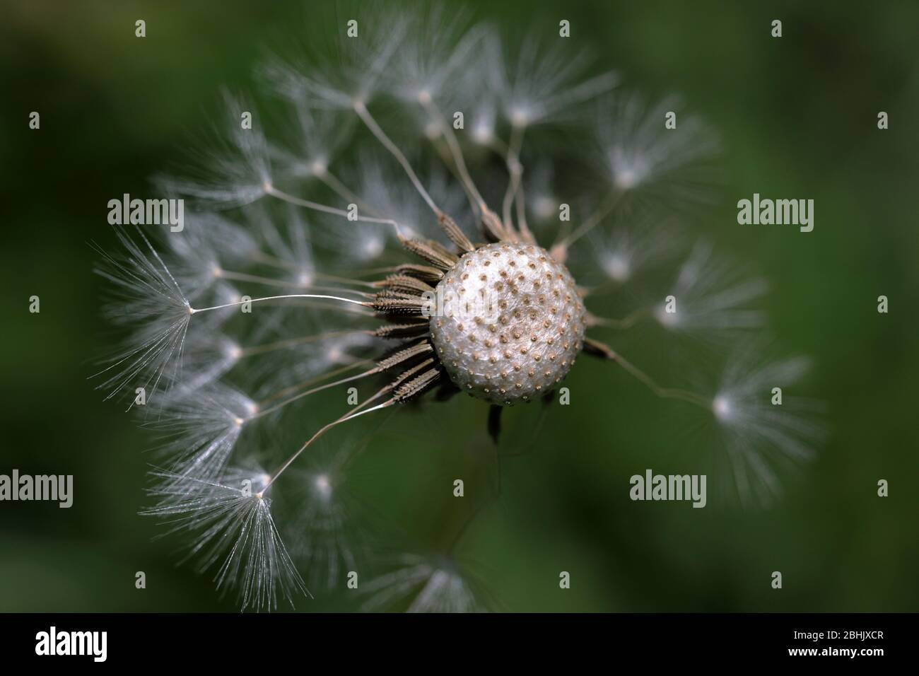 Un pissenlit (taraxacum officinale) dit la tête comme une horloge qui a été partiellement soufflé, Banque D'Images