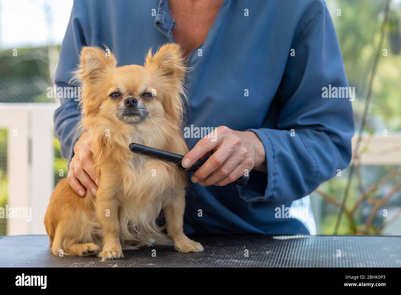 Chien combate de Chihuahua par groomer professionnel. Chien regarde la caméra. Banque D'Images