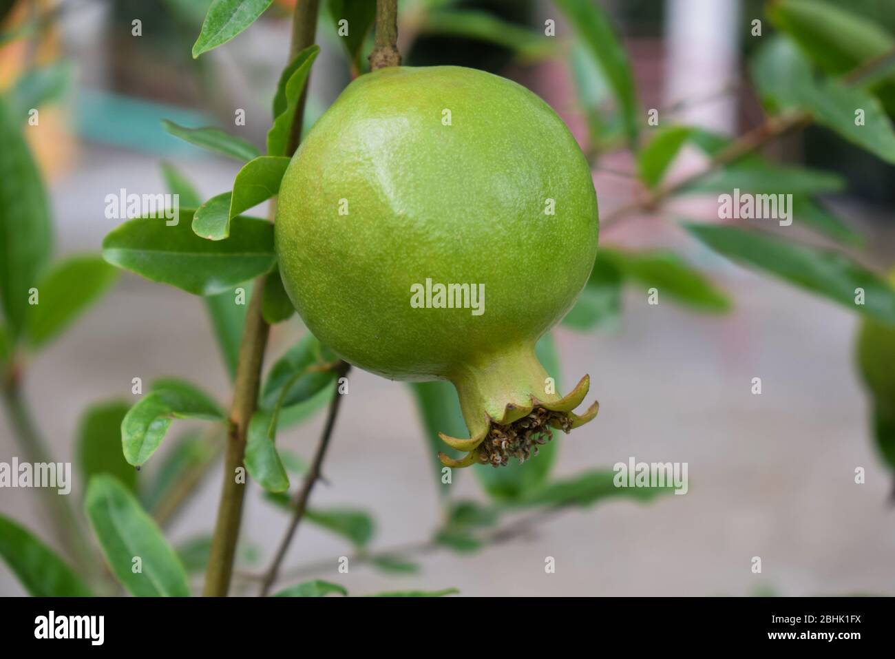 Un seul fruit de grenade accroché à un beau arbre de grenade, donnant très bonne santé Banque D'Images