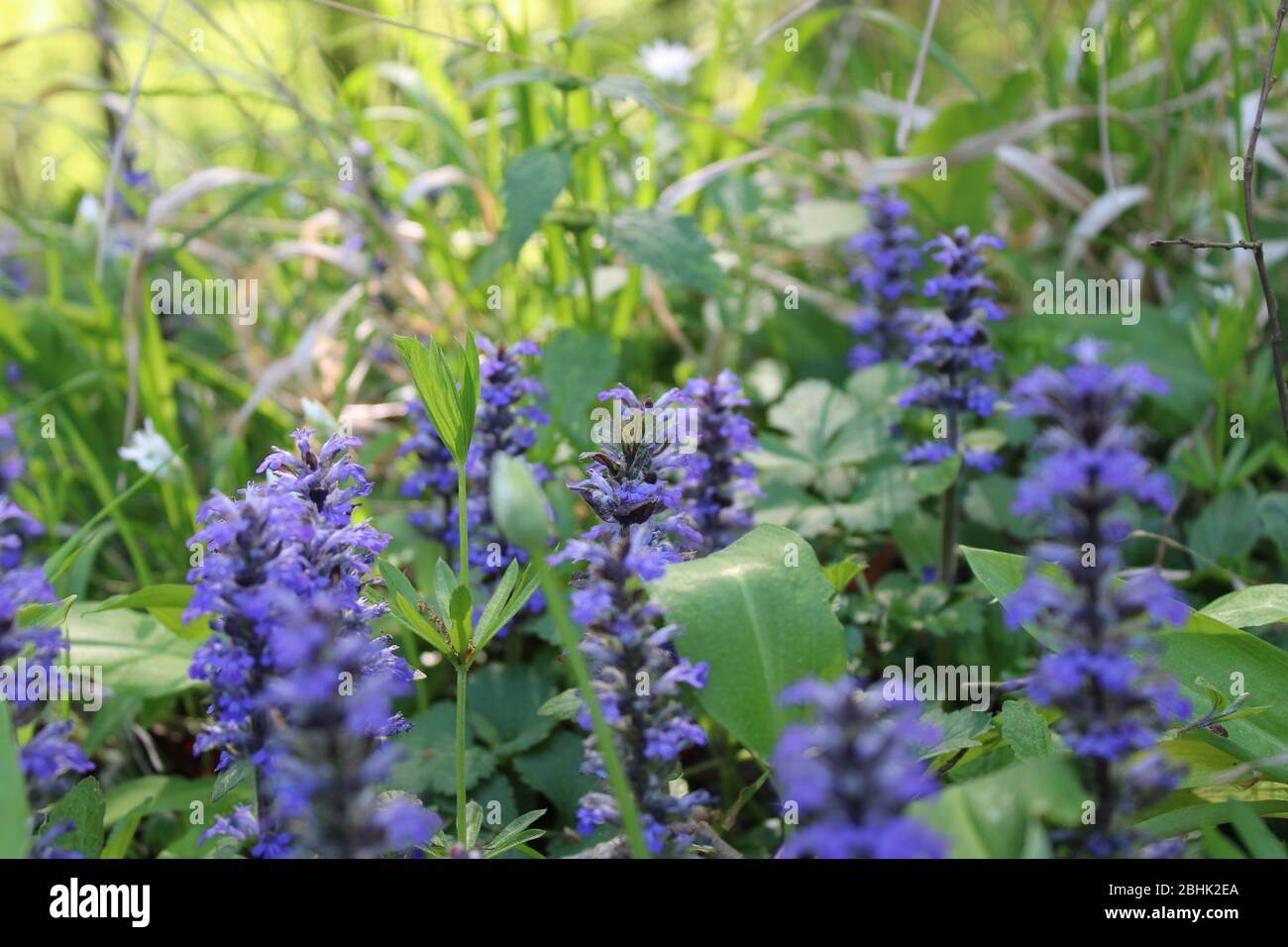 Fleur violette de prairie en bois autrichien Banque D'Images