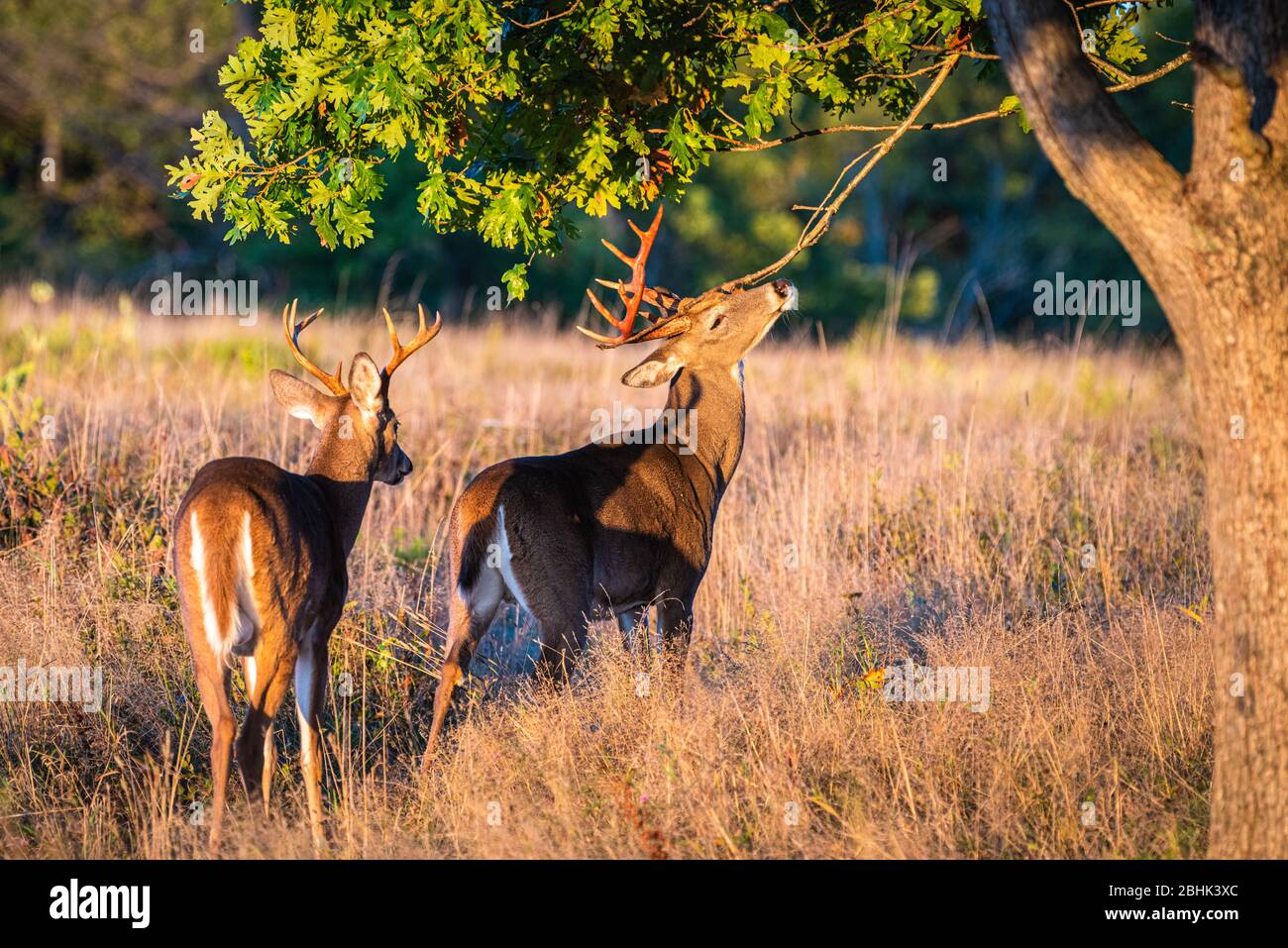 Deux mâles à queue blanche frottent sur un terrain leur bois sur un membre de l'arbre, avec des signes de velours frais frotté. Banque D'Images